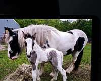 tobiano-horse
