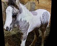 grulla-tobiano-horse