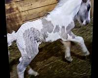 all-around-gypsy-vanner-horse