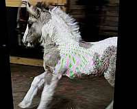 grulla-gypsy-vanner-colt
