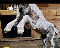 tobiano