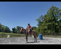 dun-red-dun-arabian-for-sale
