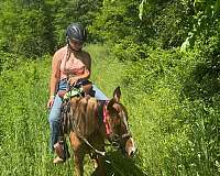 dun-red-dun-arabian-horse