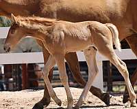 star-strip-horse