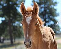 palomino-star-strip-horse