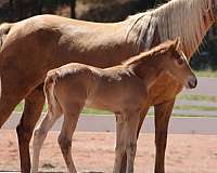 all-around-tennessee-walking-horse