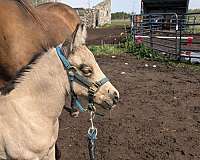 quarter-horse-filly