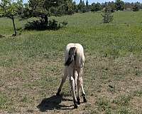 quarter-horse-for-sale