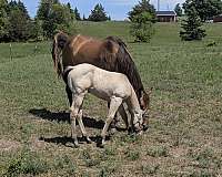 quarter-horse