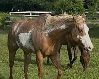 half-bald-face-flaxen-mane-tail-horse