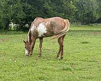 red-roan-half-bald-face-flaxen-mane-tail-horse