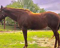 quarter-horse-mare