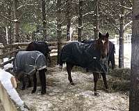 quarter-horse-for-sale