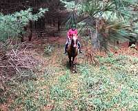 quarter-horse