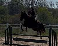 liver-chestnut-trail-ridin-horse