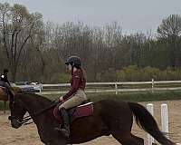 star-horse