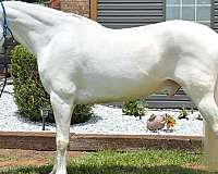 gaited-horse-walkaloosa