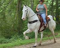 white-walkaloosa-horse