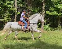 show-horse-walkaloosa