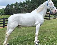 lethal-white-walkaloosa-horse