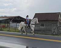 money-winner-walkaloosa-horse