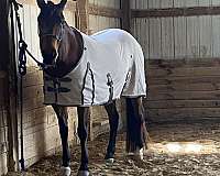 all-around-quarter-horse