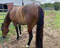 bay-star-horse