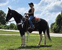 we-spotted-saddle-horse
