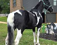 saddle-mare-horse