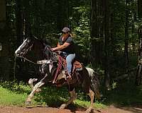 black-white-horse-mare
