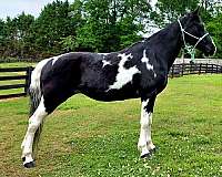 tobiano-we-horse