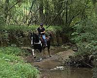 see-pictures-horse