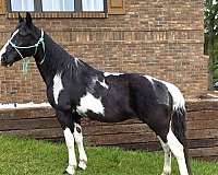 tobiano-see-pictures-horse