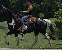 trail-spotted-saddle-horse