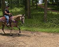 parade-horse-mare