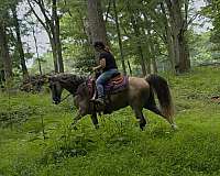 see-pictures-horse