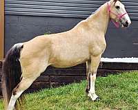 buckskin-see-pictures-horse