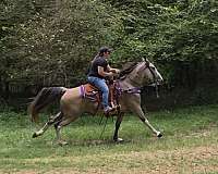 buckskin-tennessee-walking-horse
