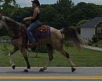 fun-tennessee-walking-horse