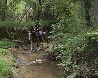 gaited-tennessee-walking-horse