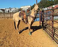 quarter-horse-gelding