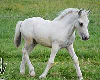 norwegian-fjord-gypsy-vanner-horse