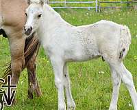 dunalino-gypsy-vanner-colt