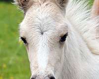 burro-gypsy-vanner-horse
