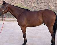 all-around-appendix-horse