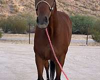 athletic-appendix-horse
