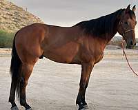 barrel-appendix-horse