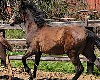 blaze-horse