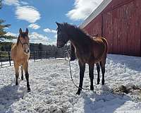 grey-blaze-horse