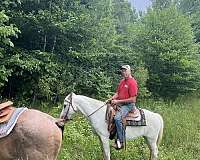 crossbred-pony-mare